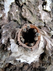 Nannotrigona testaceicornis