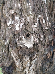 Nannotrigona testaceicornis