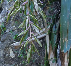 Tillandsia australis