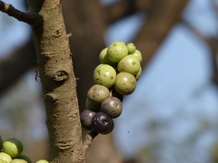 Ficus amplissima