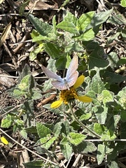 Echinargus isola