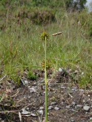Carex lepidocarpa
