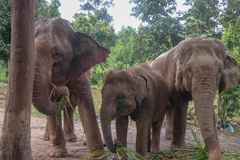 Elephas maximus indicus