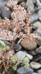 Sedum album
