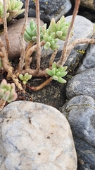 Sedum album