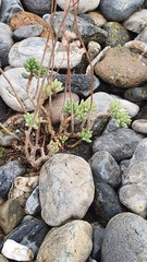 Sedum album