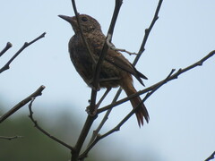 Monticola rupestris