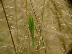 Phaneroptera