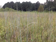 Andropogon virginicus