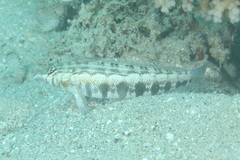 Parapercis australis