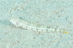 Synodus dermatogenys