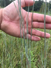 Andropogon virginicus