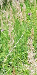 Trisetum flavescens