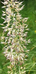 Trisetum flavescens
