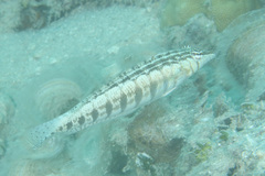 Parapercis australis