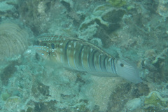 Amblygobius phalaena