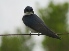 Hirundo dimidiata