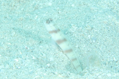 Amblyeleotris steinitzi