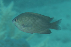 Pomacentrus callainus