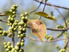 Ficus amplissima