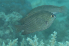 Pomacentrus callainus