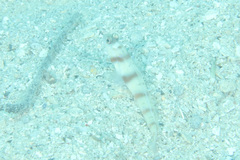 Amblyeleotris steinitzi