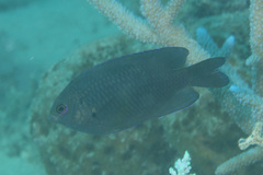 Pomacentrus spilotoceps