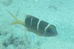 Monotaxis heterodon