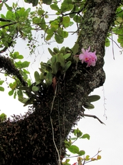 Cattleya trianae