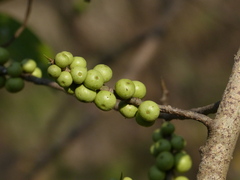 Ficus amplissima