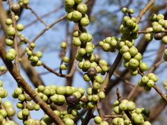 Ficus amplissima