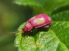 Oedionychina