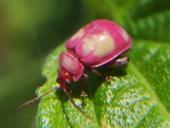 Oedionychina