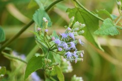 Praxelis clematidea