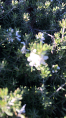 Westringia fruticosa