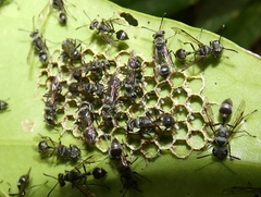 Metapolybia