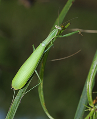 Mantis religiosa beybienkoi