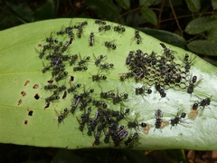 Metapolybia
