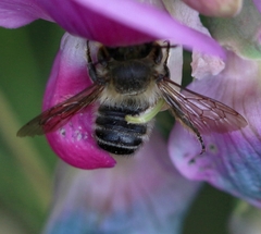 Megachile