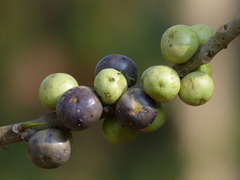 Ficus amplissima