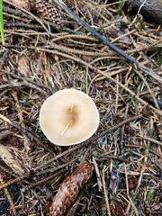 Infundibulicybe squamulosa