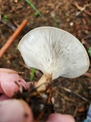 Infundibulicybe squamulosa