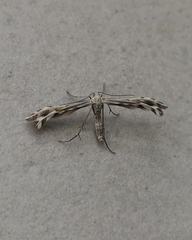 Singularia alternaria