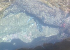 Antennablennius bifilum