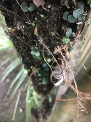 Phasmatinae