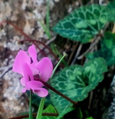 Cyclamen persicum