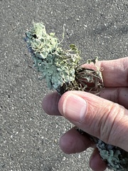 Ramalina leptocarpha