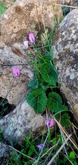 Cyclamen persicum