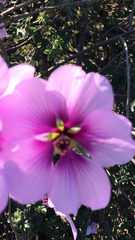 Malva subovata bicolor