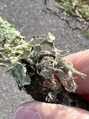 Ramalina leptocarpha